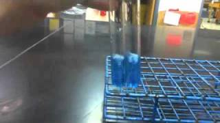 Lab Protocol  Reducing Sugars Detection Assay Unit 4 Macromolecules [upl. by Aubert]