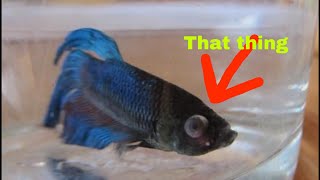 What I do for my betta fish Popeye [upl. by Yreffej252]