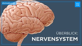 Nervensystem Aufbau und Funktion  Neuroanatomie einfach erklärt  Kenhub [upl. by Lardner]