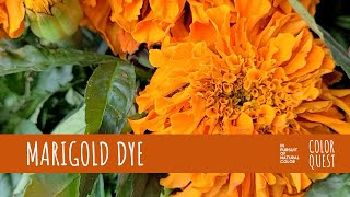 HOW TO MAKE NATURAL DYE WITH MARIGOLD  ORGANIC COLOR  YELLOW ORANGE  BOUQUET  RECYCLE [upl. by Feltie]