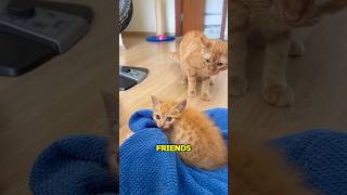 Rescue of a Kitten with Leg Problems [upl. by Elleiad]