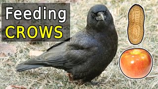 The Ultimate Guide to Feeding Crows in Your Backyard [upl. by Edee]