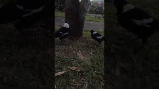 Magpie Warble  the song of a magpie in Australia [upl. by Nnaegroeg]