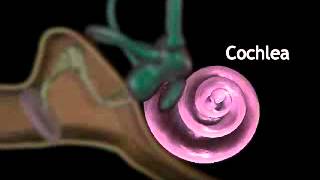 Sonic Voyage An Animated Exploration of the Cochlea’s Marvelous Mechanics [upl. by Wieren611]