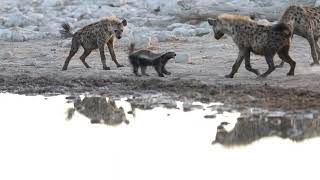 HYENAS VS HONEY BADGER 4K VIDEO SHOT WITH 1DX MARK II amp CANON 600MM ETOSHANATIONALPARK NAMIBIA [upl. by Abigale45]