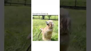 A VERSÃO CANINA E FOFA DE GANDALF O CIN OPA DIGO O DOURADO shorts goldenretriever memes [upl. by Erdei823]