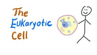 The Eukaryotic Cells  Biology MCAT [upl. by Liba]