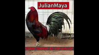 Desde morro En los gallos JulianMaya 2024 [upl. by Yrallam]