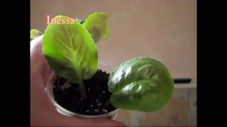 Как посадить листья фиалки укоренение flowers  Saintpaulia breeding  African violet [upl. by Amesari]