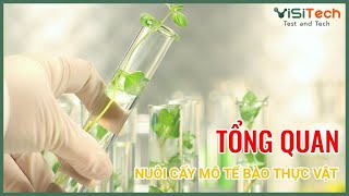 Nuôi Cây Mô Tế Bào Thực Vật Là Gì  Visitechvn [upl. by Verge]