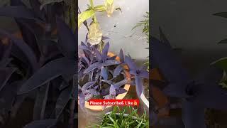 purpleheart 💜💜💜💜 purplehearts purpleheartplant shorts shortvideo homegardening gardenflowers [upl. by Christal265]