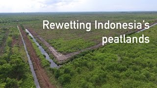 Rewetting Indonesia’s peatlands [upl. by Elocim214]