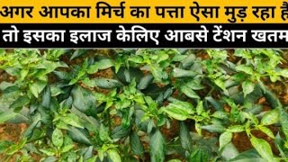 मिर्च की खेती में लीफ कर्ल की रोकथाम leaf curl virus control [upl. by Hetty]