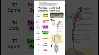 Vertebral levels and anatomic landmarks [upl. by Largent896]