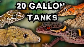 7 Best Geckos for 20Gallon Tanks [upl. by Hubie]