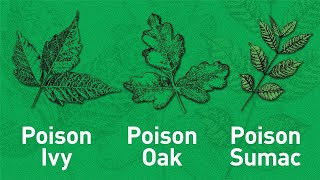 4 Tips to Outsmarting Poisonous Plants [upl. by Dippold]