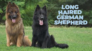 Long Haired German Shepherd Dog Breed Information 101 [upl. by Arved]