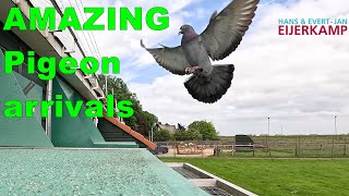 AMAZING pigeon Arrivals from 163km [upl. by Dloreh]