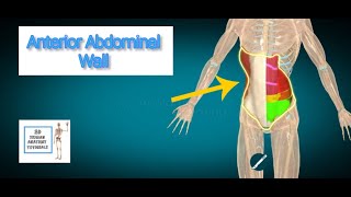 Anterior Abdominal Wall I Human Anatomy Tutorial [upl. by Ilana]