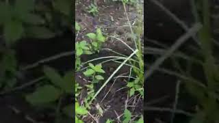 Organic palm oil tree plantation success with symbiotic planting with VETIVER GRASS TECHNOLOGY [upl. by Erdnad544]