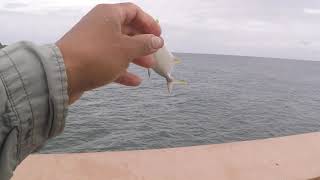 Pompano Jiggin At Juno Pier [upl. by Irene]