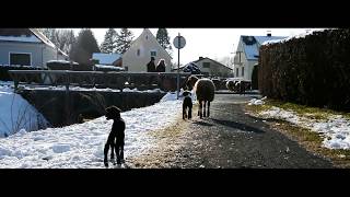 Schafe auf Wanderschaft  Rudersdorf [upl. by Juieta]