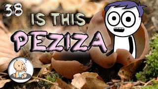 PEZIZA  PEZIZA LIFE CYCLE Bsc Botany in hindi [upl. by Aristotle19]