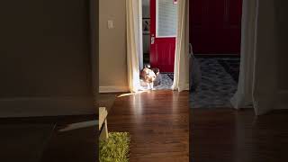 My Dog’s Peaceful Autumn Nap in the Sun Behind the Storm Door [upl. by Moskow]