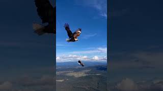 Peregrine falcon and eagle In Skye high best ultra mood 💥🔥 [upl. by Ahsit]