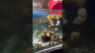 Aquarium ka sara pani badal diya aquarium aquariumfish petfishlover petsvlog petfish mollyfish [upl. by Ysdnyl]