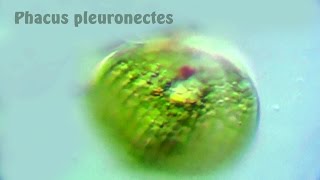 Phacus pleuronectes [upl. by Eiduam580]