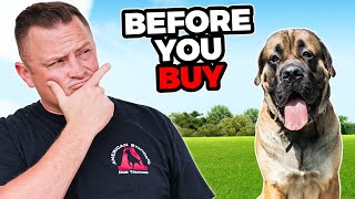 Is the ENGLISH MASTIFF Right for You [upl. by Ninerb]