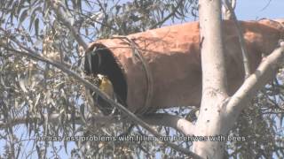 No bees no honey Apiculture value chain experiences in Ethiopia [upl. by Notgnirrac]