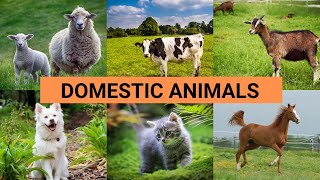 Domestic Animals Vocabulary ll 20 Pet Animals Name In English With Pictures ll Domestic Animals [upl. by Yelehsa510]