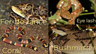 Bushmaster Eyelash Viper Ferdelance and Coral snake in our Part 5 of Epic Venomous Encounters [upl. by Butler59]