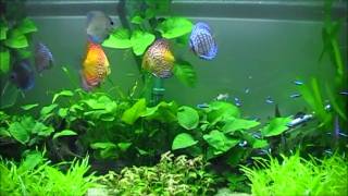 Planted Discus Tank Vid2 [upl. by Suirrad41]