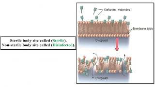 Sterilization and Disinfection [upl. by Attenat]