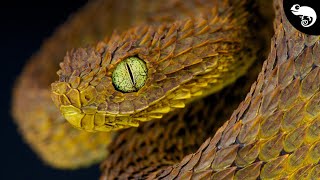 Colubroides The Most Successful Snakes [upl. by Ximena]