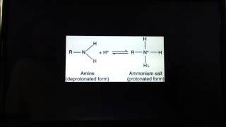 Protonation of amino acids [upl. by Neveda576]