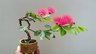 Albizia Julibrissin Mimosa Bonsai [upl. by Asil629]