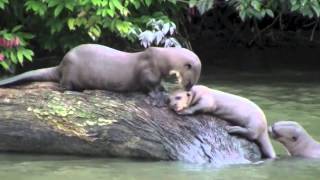 Giant River Otters [upl. by Lydon]