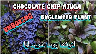 unboxing chocolate chip ajuga  bugleweed  new variety purchasingGrow Green 445 [upl. by Erving]