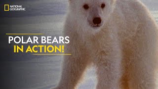 Polar Bears in Action  Built For The Kill  Full Episode  S4E2  Nat Geo Wild [upl. by Sargent113]