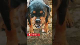 angry dog barking and growling shorts viralvideo dog angrydog angry rottweiler [upl. by Arimay]