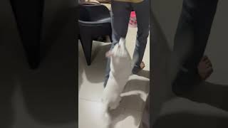 cute Pavilion dog viral video [upl. by Jedd]