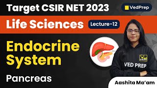 Pancreas  Endocrine System  CSIR NET 2023 Life Sciences  VedPrep Biology Academy [upl. by Kalinda]