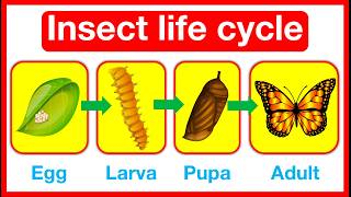 Insect Life Cycle 🤔  Butterfly amp Dragonfly life cycle  metamorphosis vs incomplete metamorphosis [upl. by Necyla208]