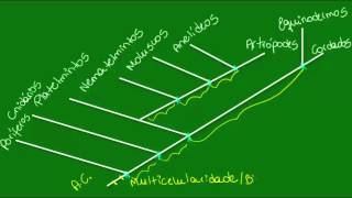 Filogenia do reino animal  Parte 1  Zoologia  Biologia [upl. by Ainos]