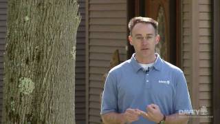 Emerald Ash Borer There Are Treatment Options [upl. by Iago]