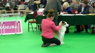 Holland Cup 2015 thai bangkaew dog champion class male [upl. by Cordle474]